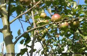 First, a tree needs pruning to help it survive after planting. Pruning Fruit Trees Tips