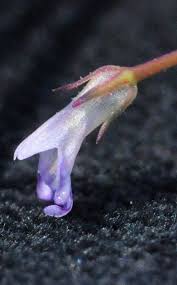 Image result for Lindernia monroi