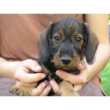 Image result for jezevčík drsnosrstý