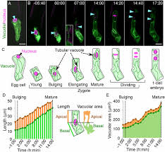 We did not find results for: Polar Vacuolar Distribution Is Essential For Accurate Asymmetric Division Of Arabidopsis Zygotes Pnas