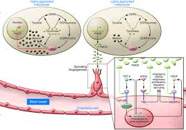 Image result for Melanocyte