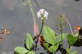 Image result for Tristachya viridiaristata