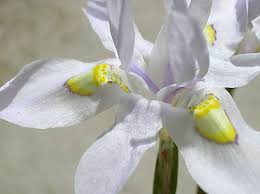 Image result for Moraea spathulata