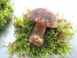 Poelee De Champignons Bolet A Pied Rouge 1 2 3 Degustez