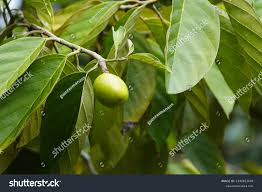 Image result for Metteniusaceae