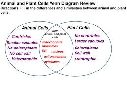 Plant vs animal cells ( venn diagram) use creately's easy online diagram editor to edit this diagram, collaborate with others and export results to multiple image formats. Topic Cell Processes Aim Explain The Two Types Of Respiration Ppt Download