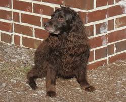 The official registry of the boykin spaniel. Boykin Spaniel Invasion Classically Carolina Visit Camden Kershaw County Sc