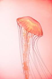Pin By Rachel Uebelein On Magazine Moodboard Sea Creatures Jellyfish Ocean Creatures