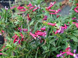 Image result for Cuphea