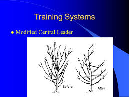 The central idea is that systems leaders don't just examine one facet of a problem. Selecting Fruit Crops For Small Acreage Ppt Video Online Download