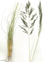 Image result for Eragrostis curvula