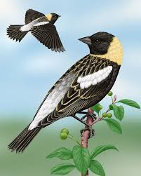 Black Bird With Orange Stripe On Wing Bobolink Bird Photo Bird Photography Black Bird