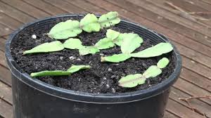 Keep it in the shade, and water when the top of the soil. How To Propagate And Plant Christmas Cactus Dummer Garden Manage Gfinger Es La App De Jardineria Mas Profesional