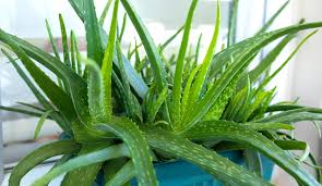 Image result for Aloe