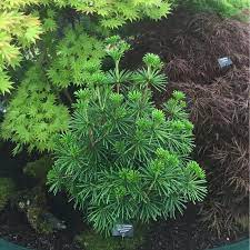 Sciadopitys Verticillata Sternschnuppe Japanese Umbrella Pine Japanese Umbrella Japanese Umbrella Pine Plants