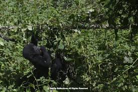 Image result for Brazzeia longipedicellata