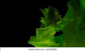 Image result for Ulva rigida