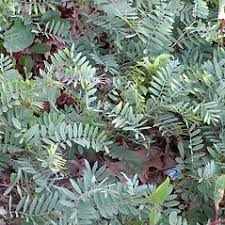 Image result for Tephrosia multijuga