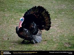 Wild Animals Bing Images Wild Turkey Turkey Facts American Animals