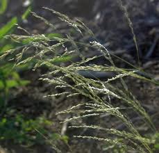 Image result for Eragrostis exasperata