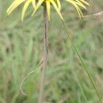 Image result for Haplocarpha scaposa