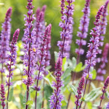 Jul 09, 2021 · this perennial has small flowers that form in clusters and come in many different colors, such as pink, yellow, red, orange, purple, peach, and white. Salvia Nemorosa Caradonna Balkan Clary Jora Dahl