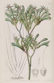 Albany Kangaroo Paw Anigozanthos Flavidus Circa 1838 Orchid Illustration Flower Illustration Australian Wildflowers