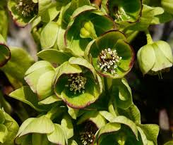 Oh, but it's worth the wait! Pruning Hellebores Tips For Lenten Rose Maintenance