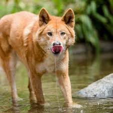 Dingo Wild Dogs Australia Animals Animals Wild