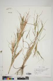 Image result for Heteropogon melanocarpus