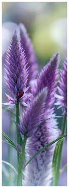 Celosia Argentea Purple Garden Beautiful Flowers Blue And Purple Flowers