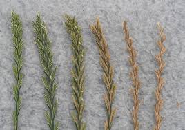 Ryegrass seed produces excellent and speedy ground covers for lawns, turf, and pastures. Italian Ryegrass Control Oats Shepherd S Grain R D