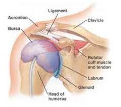 The Role Of The Scapula In Shoulder Impingement Syndrome Part 1 Rayner Smale