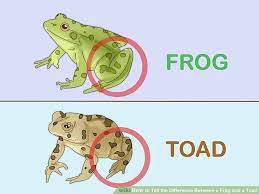 How To Tell The Difference Between A Frog And A Toad Toad Frog And Toad Frog