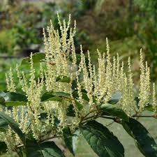 ハチ ジョウ イタドリ