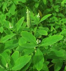 Image result for Sphenoclea zeylanica