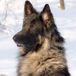 Shiloh Shepherd Puppies for Sale from Reputable Dog Breeders