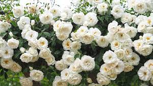 Free shipping on qualified orders. 10 Best Climbing Roses