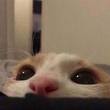 11 3b Begenme 64 Yorum Instagram Da Ben Bir Kediyim Miyuv Miyavliseyler Mrba Miuw Cok Guzelsin Yanagini In 2020 Pet Cat Gift Cute Cat Wallpaper Cute Cat Memes