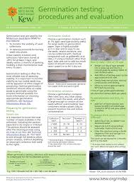 Image result for Tragia grandistipularis