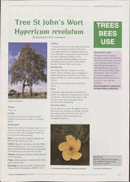 Image result for Hypericum revolutum