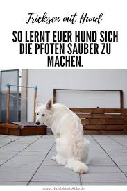 Trick Fur Trick Pfoten Sauber Machen Hunde Hundchen Training Und Hunde Welpen Erziehung