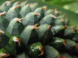 Image result for Pandanus chiliocarpus