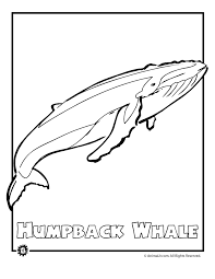 Please support our wonderful sponsors: Humpback Whale Coloring Pages Coloring Home