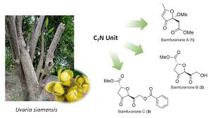 Image result for Sphaerocoryne gracilis