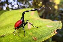 Image result for Dichaetanthera