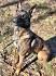 Belgian Malinois Puppies for Sale - Adoptapet