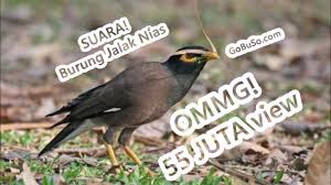Sebaiknya anda cek beberapa koleksi foto burung branjangan berikut ini. Download Suara Burung Takur Gedang Tohtor Api Mp3 Harga