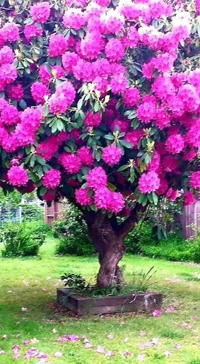 Orman Gülü Ağacı Nedir? Orman Gülü Ağacı Nedir?