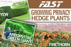 Fargesia dracocephala is a good option for privacy screens. Best Hedges To Plant Fast Growing And Elegant Privacy Hedges Gardenerdy